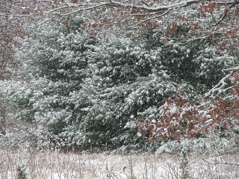 2008-12-07_First_Snow 042.jpg